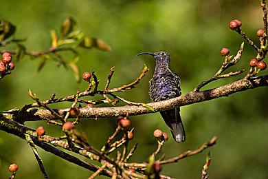 微软高层透露希望为任天堂Switch推出使命召唤